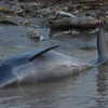 Brazil: Nhiệt độ nước sông Amazon cao kỷ lục, cá heo chết hàng loạt