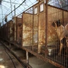 Những con chó bị nhốt trong chuồng tại một trang trại nuôi chó ở Hwaseong, Hàn Quốc. (Ảnh: Reuters)