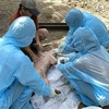 Cán bộ Chi cục Thú y vùng IV lấy mẫu máu lợn bệnh sau khi tiêm vaccine phòng dịch tả lợn châu Phi của một hộ dân tại thôn Định Thành, xã Hòa Định Động, huyện Phú Hòa, tỉnh Phú Yên. (Ảnh: Tường Quân/TTXVN)