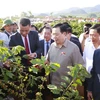 Chủ tịch Quốc hội Vương Đình Huệ thăm vùng trồng càphê tại bản Hoàng Văn Thụ, xã Hua La, thành phố Sơn La. (Ảnh: Doãn Tấn/TTXVN)