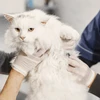 WHO: Ba Lan ghi nhận lượng lớn mèo nhiễm virus cúm gia cầm H5N1 