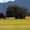 Đến Phú Yên ngắm màu vàng óng ả của cánh đồng lúa bát ngát