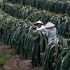 Người dân huyện Châu Thành A, Hậu Giang, chuyển đổi vườn tạp sang trồng cây ăn trái có giá trị cao. (Ảnh: Duy Khương/TTXVN)