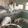 Hộ gia đình chị Trần Đình Thuận, thôn Định Thành, xã Hòa Định Đông, huyện Phú Hòa (Phú Yên) có 28 con lợn được tiêm vaccine phòng dịch tả lợn Châu Phi vừa qua thì hầu hết bỏ ăn, nóng sốt rồi chết. (Ảnh: Tường Quân/TTXVN)