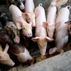 Lợn được nuôi tại trang trại ở Denpasar (Indonesia). (Ảnh: AFP/TTXVN)
