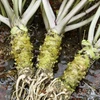Cây Wasabi trồng ở Nhật Bản. (Nguồn: Kyodo News)
