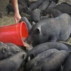 Tổng số đàn lợn bản địa nuôi tại các hộ trên địa bàn xóm Ngù xã Hiền Lương, Đà Bắc khoảng hơn 800 con đang đối mặt với nguy cơ bị nhiễm dịch tả lợn châu Phi. (Ảnh: Trọng Đạt/TTXVN)