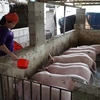 Người chăn nuôi ở thị trấn Hòa Thuận, huyện Quảng Hòa, tỉnh Cao Bằng tái đàn sau dịch tả lợn châu Phi. (Ảnh: TTXVN)