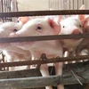 Giá lợn giống cao khiến hộ chăn nuôi tái đàn cầm chừng. (Ảnh: Nguyễn Oanh/TTXVN)