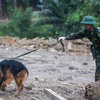 Chó nghiệp vụ được tăng cường trong công tác tìm kiếm nạn nhân vụ sạt lở tại Trà Leng. (Ảnh: Trần Tĩnh/TTXVN)