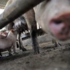 Lợn được nuôi tại một trang trại ở thị trấn Pandi, phía bắc Manila, Philippines. (Ảnh: AFP/ TTXVN)