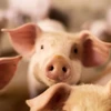 Phát hiện ổ dịch tả lợn châu Phi tại Khu hành chính đặc biệt Hong Kong