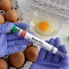 Những cảnh báo ban đầu về khả năng lây lan virus H5N1 ở người