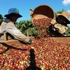 Thu hoạch cà phê ở vùng trồng của Công ty Simexco Daklak (thành phố Buôn Ma Thuột, Đắk Lắk). (Ảnh: Vũ Sinh/TTXVN)