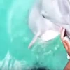 Con cá heo ngậm điện thoại trong miệng và lao lên để trả cho Teressa. (Nguồn: YouTube)