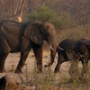 Voi và hươu cao cổ kiếm ăn gần xác một con voi trong công viên quốc gia Hwange ở Zimbabwe. (Ảnh: Reuters)
