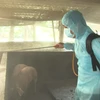 Lực lượng chức năng tiến hành phun khử khuẩn khu vực chuồng trại bị nhiễm dịch bệnh tại Sóc Trăng. (Ảnh: Chanh Đa/TTXVN)
