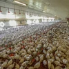 Một trang trại gà tây ở Pruille-le-Chetif, Tây Bắc Pháp. (Ảnh: AFP/TTXVN)