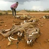 Gia súc bị chết do hạn hán kéo dài tại Oromia, nam Ethiopia, ngày 16/3/2023. (Ảnh: Kyodo/TTXVN)