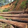 Một vụ phá rừng ở Lâm Đồng. (Nguồn: TTXVN)