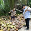 Nông dân Bến Tre thu hoạch dừa khô nguyên liệu. (Ảnh: Công Trí/TTXVN) 