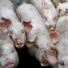 Thái Lan dự kiến sẽ xuất khẩu 2,16-2,88 triệu con lợn trong năm 2020. (Nguồn: Getty Images)