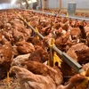 Một trang trại nuôi gà. (Ảnh: AFP/TTXVN)