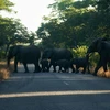 Đàn voi băng qua đường bên ngoài Công viên Quốc gia Hwange, Zimbabwe. (Nguồn: AFP)