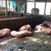 Đàn lợn bị nhiễm bệnh trước khi bị đem đi tiêu hủy. (Ảnh: Chanh Đa/TTXVN)