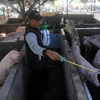 Bác sỹ thú y phun thuốc khử trùng vào chuồng lợn. (Nguồn: thejakartapost)