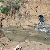 Mương được đào ngoài cổng Lò giết mổ gia súc tập trung để dẫn nước thải chưa đạt tiêu chuẩn chảy ra suối Huýt. (Ảnh: Cao Nguyên/TTXVN)