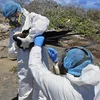 Nhân viên của Công viên Quốc gia Galapagos ở Ecuador lấy mẫu một cá thể chim để xét nghiệm cúm gia cầm ngày 18/9/2023. (Ảnh: AFP/TTXVN)