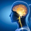 Dây thần kinh phế vị (vagus nerve) là dây thần kinh thứ 10 và dài nhất trong số 12 đôi dây thần kinh sọ não. (Nguồn: Shutterstock)