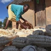 Khoảng một nửa dân số ở Zimbabwe đang đối mặt với nạn đói. (Nguồn: Pulse)