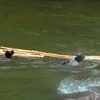 [Photo] Chuyển gỗ keo qua suối: Nghề nguy hiểm ở Quảng Ngãi