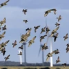 Báo động tình trạng suy giảm số lượng cá thể chim ở châu Âu 