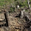 [Photo] Rừng bảo tồn thiên nhiên Mường La "chảy máu" từng ngày