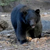 Mỹ: Gấu đen gây tai nạn hy hữu khiến 11 người thương vong
