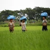 Xuất khẩu nông sản Myanmar giảm 5,7% trong 9 tháng đầu tài khóa