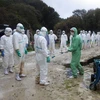 Nhật Bản tiêu hủy khẩn cấp 4.000 con gà do phát hiện cúm H5