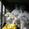 Trung Quốc phát hiện ca nhiễm H7N9 đầu tiên trong năm 2015 