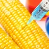 EU thông qua quy định gây tranh cãi về thực phẩm biến đổi gen