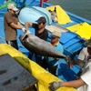 Ngư dân Phú Yên trúng lớn đầu vụ cá ngừ đại dương 2015 