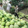 Giá bưởi da xanh ở Tiền Giang tăng mạnh, nhà vườn lãi cao 