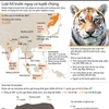 [Infographics] Loài hổ trước nguy cơ biến mất vĩnh viễn