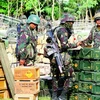 Quân đội Philippines tấn công căn cứ của phiến quân BIFF 