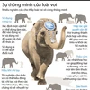 [Infographics] Sự thông minh đáng kinh ngạc của loài voi
