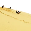 [Photo] Trải nghiệm cảm giác mới với trò trượt cát ở Quảng Bình