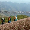 [Video] Ngắm hoa tam giác mạch tuyệt đẹp trên cao nguyên đá Đồng Văn