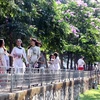 [Photo] Sắc tím lãng mạn của hoa bằng lăng bao phủ thủ đô Hà Nội
